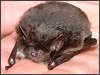 Daubenton's Bat