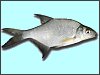 Bream