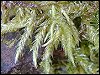 Stripe Moss
