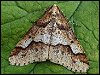 Mottled Umber