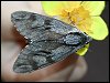 Pine Hawkmoth