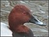 Pochard