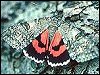 Red Underwing