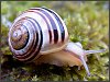 Banded Snail