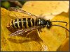 Wasp